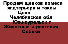 Продам щенков помеси   ягдтерьера и таксы. › Цена ­ 3 000 - Челябинская обл., Южноуральск г. Животные и растения » Собаки   